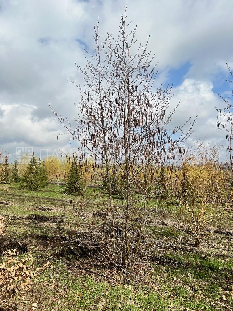 Ольха чёрная mst купить в Москве из питомника по доступной цене